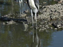 Western_Corridor_(Kirawira)2003-108